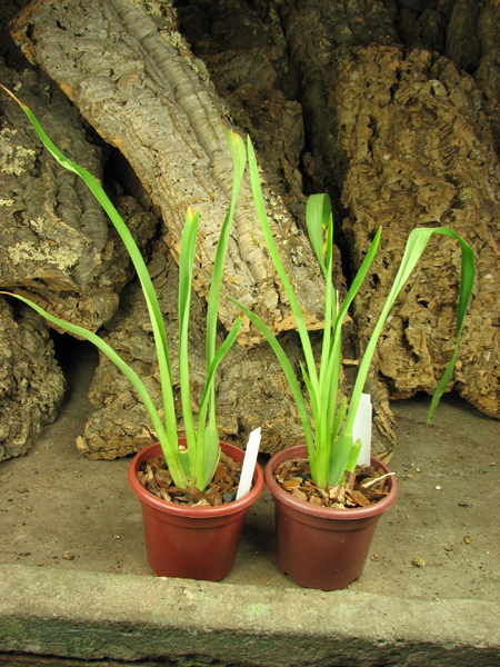 Miltoniopsis santanae.jpg