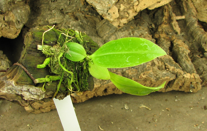 Phalaenopsis modesta.jpg