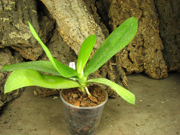 Doritaenopsis Tying Shing Phoenix.jpg