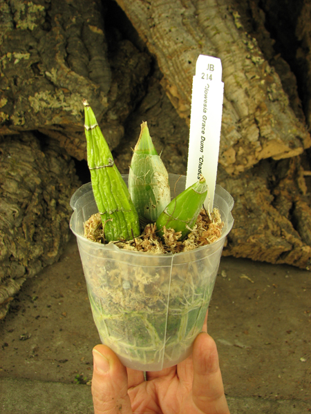 Clowesia Grace Dunn 'Chadds Ford'.jpg