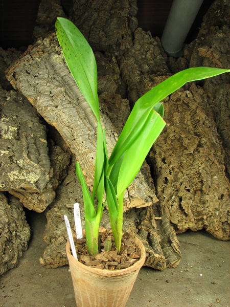 Maxillaria fractiflexa.jpg