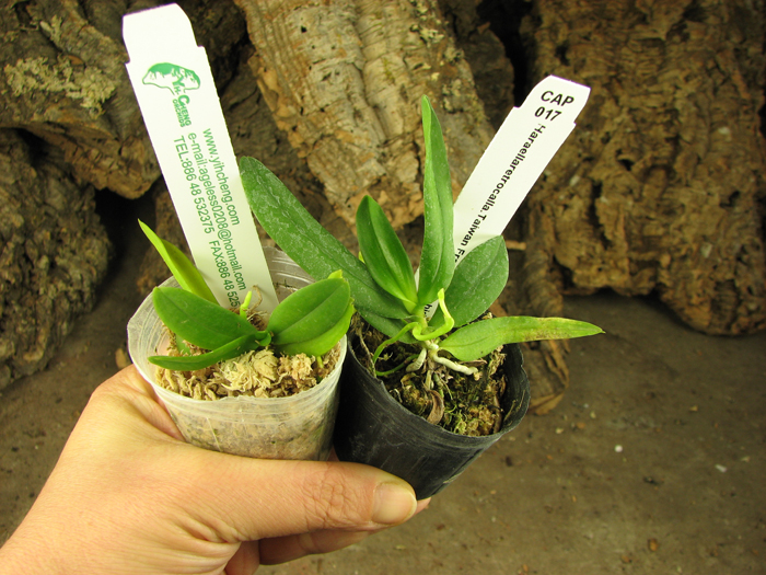 Haraella retrocalla.jpg