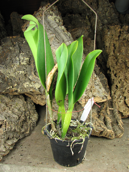 Brassolaeliocattleya Chia Lin 'New City' (Oconee x Maitland).jpg