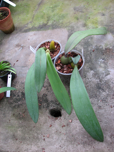 Bulbophyllum phalaenopsis.jpg