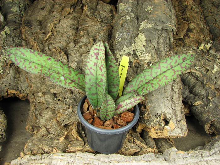 Psychopsis Mendenhall 'Hildos'.jpg