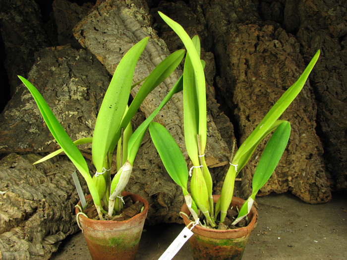 Laeliocattleya Canhamiana coerulea 'Azure Skies'.jpg