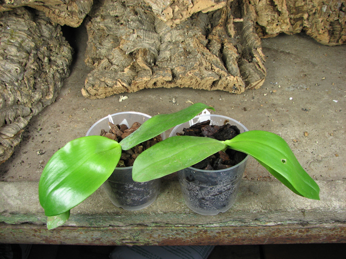 Phalaenopsis Jade Gold (gigantea x venosa).jpg