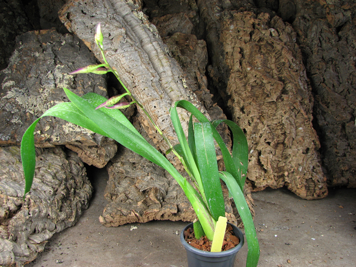 Beallara Patricia McCully 'Pacific Matriarch'.jpg
