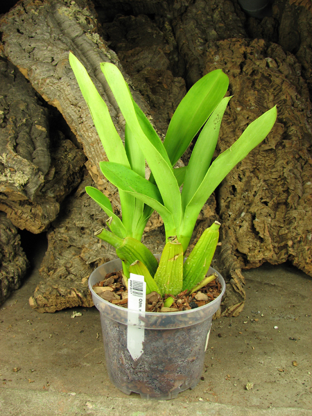 Odontoglossum wyattianum.jpg