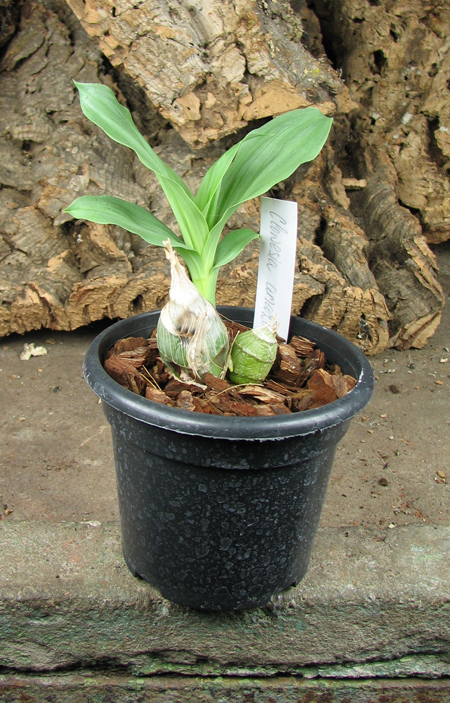 Clowesia amazonica.jpg