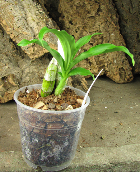 Catasetum pileatum 'Oro Verde'.jpg