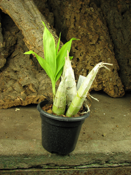 Catasetum Wedling = (pileatum x planiceps) x self.jpg