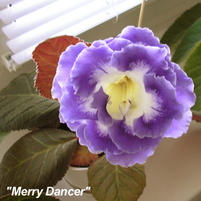 Merry dancer2.jpg