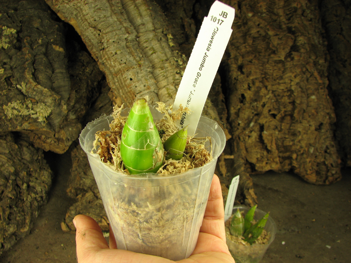 Clowesia Jumbo Grace 'Jumbo Orchids'.jpg