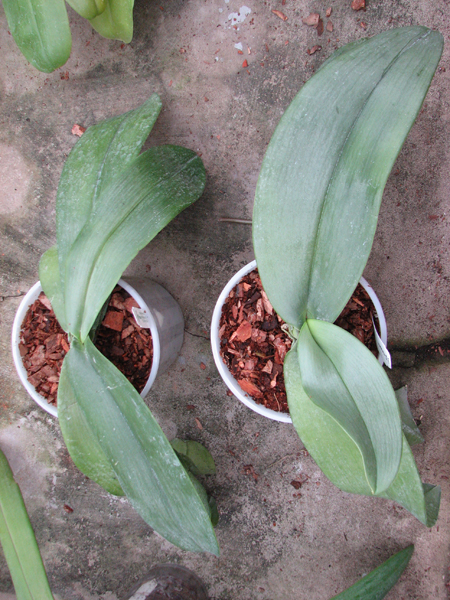 Phalaenopsis gigantea.jpg