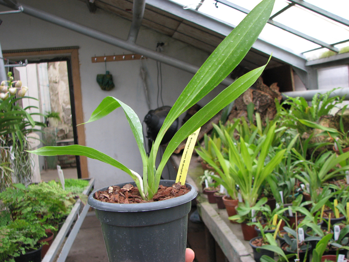 Bollopetalum Midnight Blue 'Cardinal'.jpg