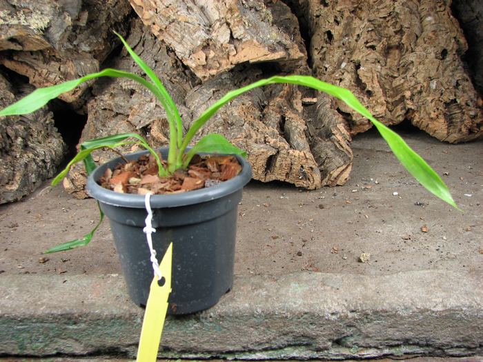 Zygonisia Cynosure 'Blue Water Sailing'.jpg