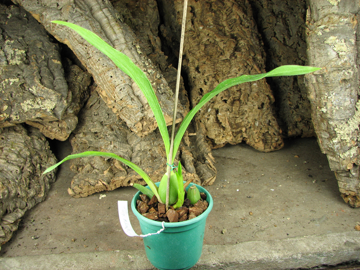 Zygopetalum 'Rhein Moonlight'.jpg