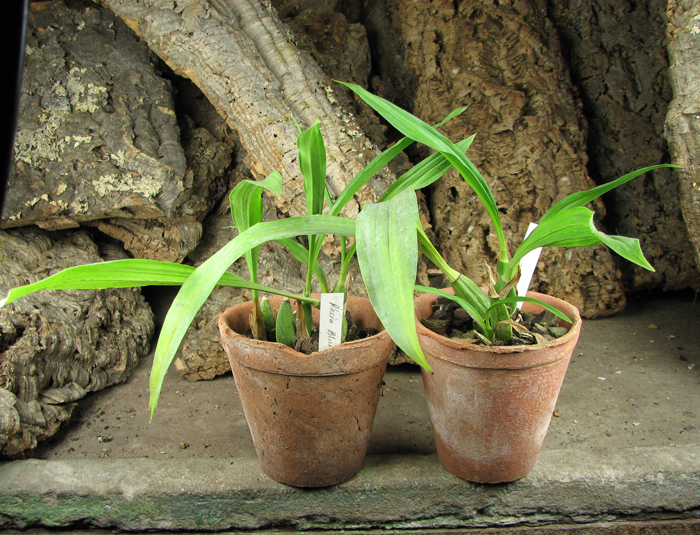 Zygopetalum 'Rhein Blue Angel'.jpg