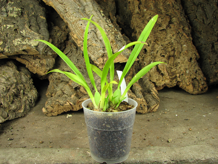 Oncidium Twinkle 'CT Delight'.jpg