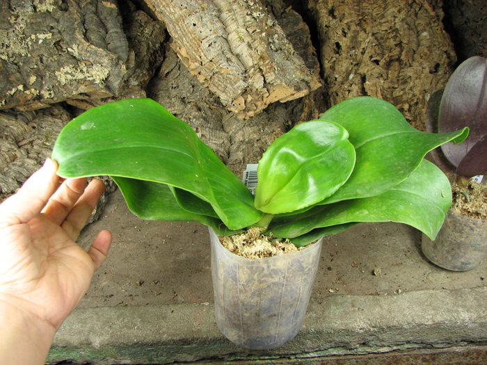 Phalaenopsis Ohl Flame 'Yung Ho' (Princess Kaulani x gigantea).jpg