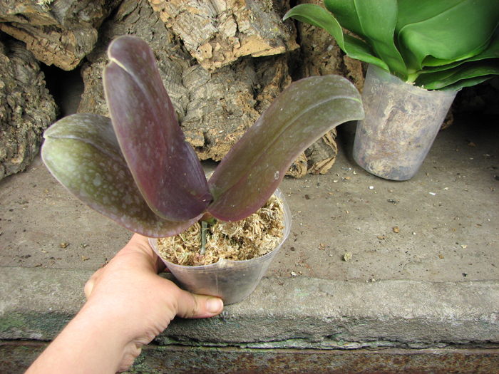 Phalaenopsis Penang x Phalaenopsis gigantea.jpg