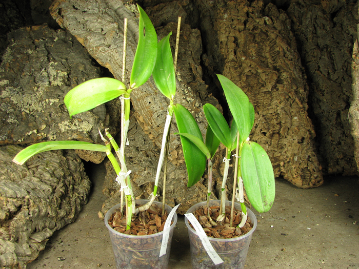 Cattleya Taiwan Green Emerald.jpg