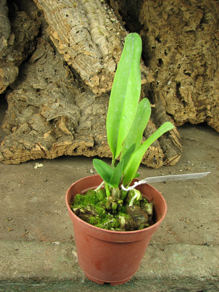 Brassoepidendrum Jim Wallace 'Leo'.jpg