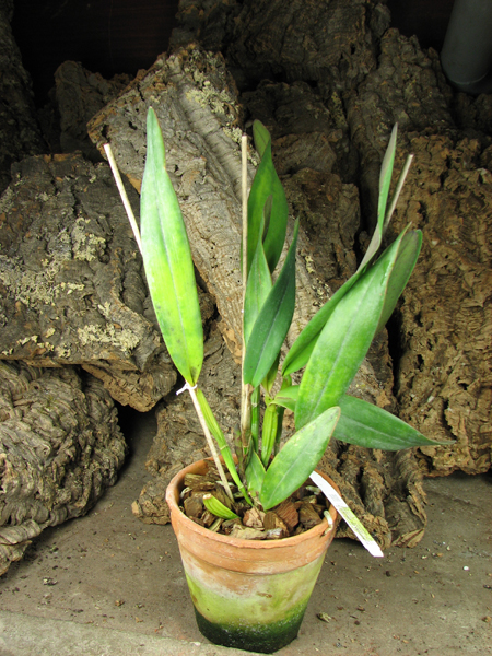 Laelia xanthina x C schilleriana.jpg