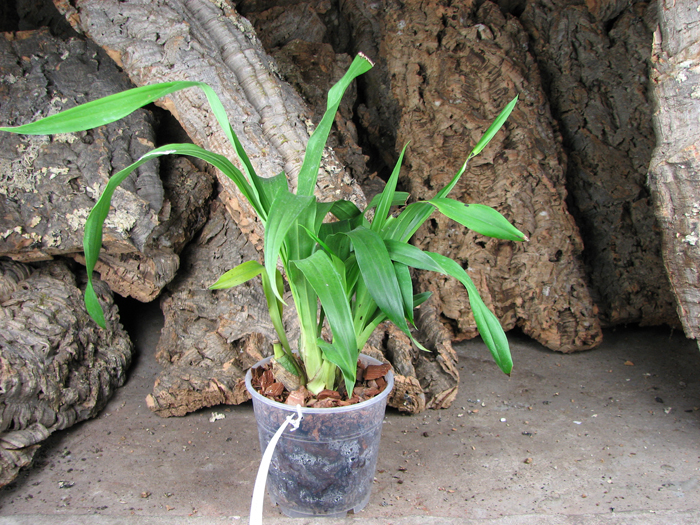 Propetalum Mathina 'Elizabeth'.jpg