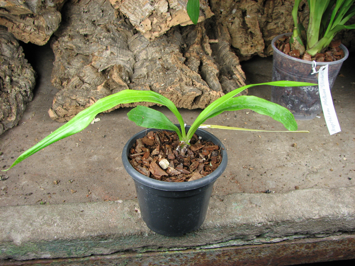 Zygonisia Cynosure 'Blue Water Sailing'.jpg