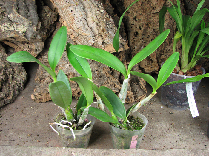 Laeliocattleya Cariad's Mini-Quinee 'Angel Kiss'.jpg