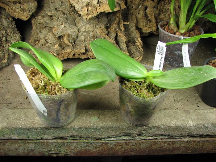Phal Auspice Knight 'Malayan'.jpg