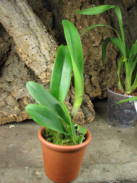 Potinara Chief Emperor 'Sunset'.jpg