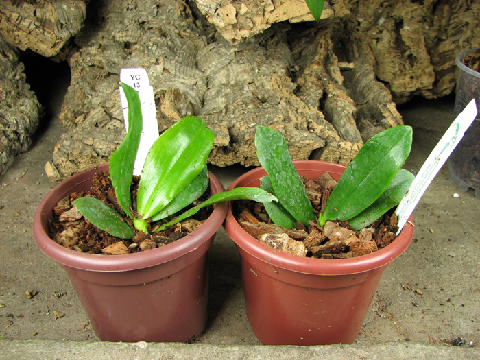 Phal tetraspis 'C#1'.jpg