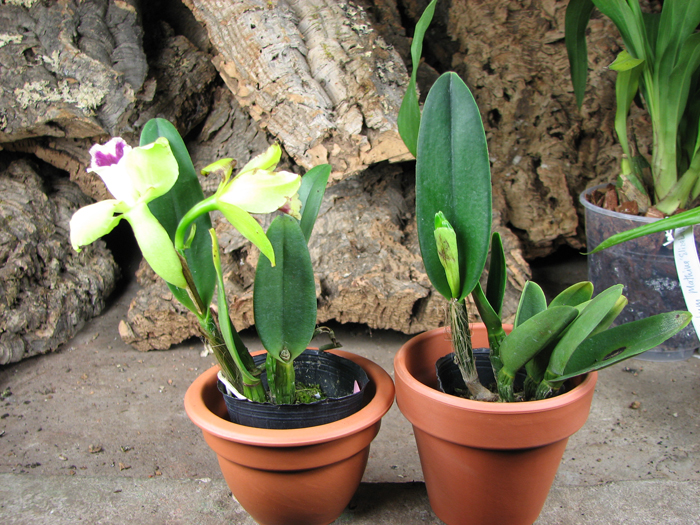 Prosrhyncholeya Chief Green River.jpg