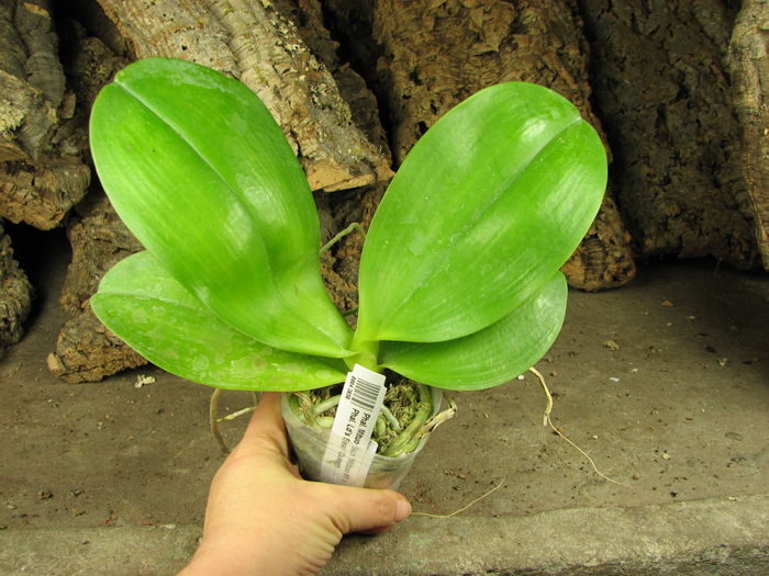 Phalaenopsis Mituo Sun 'Mituo #1' x Phalaenopsis Ld's Bear Queen.jpg