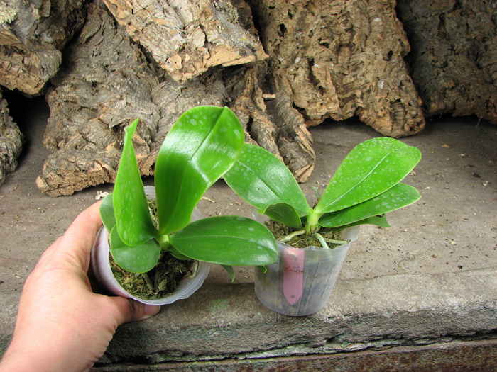 Phalaenopsis bellina 'blue'.jpg