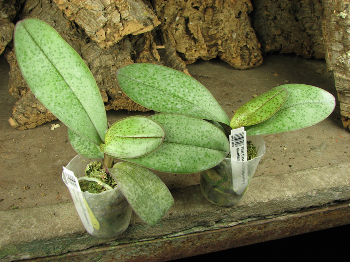 Phalaenopsis Cassandra (equestris x stuartiana).jpg