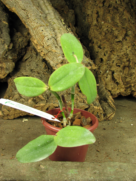 Cattleya schilleriana x Cattleya aclandiae.jpg