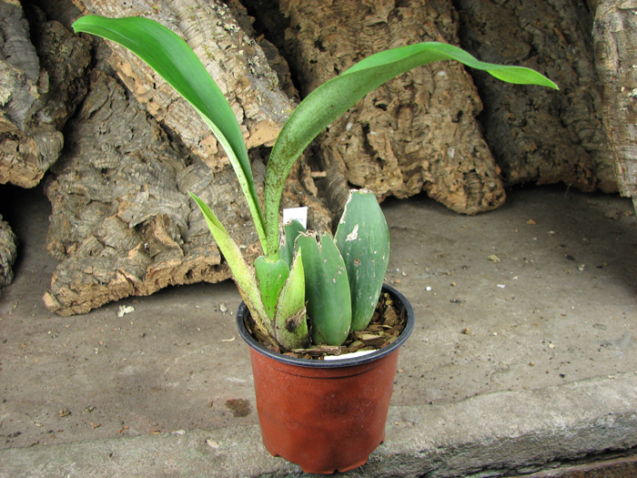 Ros 'Rawdon Jester'.jpg