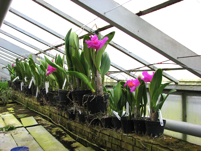 Brassolaeliocattleya Pink Empress 'Ju-Sen'.jpg