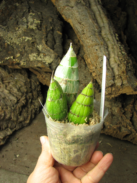 Clowesia Grace Dunn 'Chadds Ford'.jpg