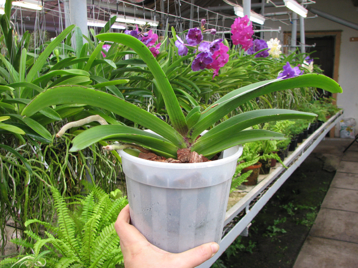 Без бутонов