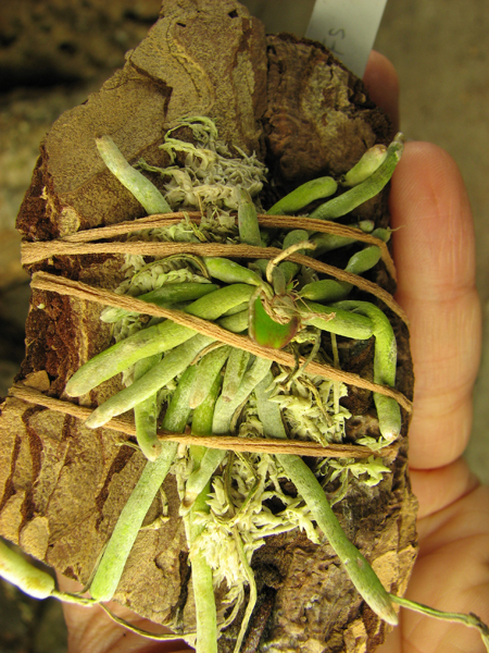 Chiloschista lunifera.jpg