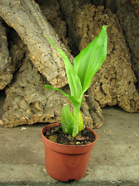 Anguloa virginalis x hohenlohii.jpg