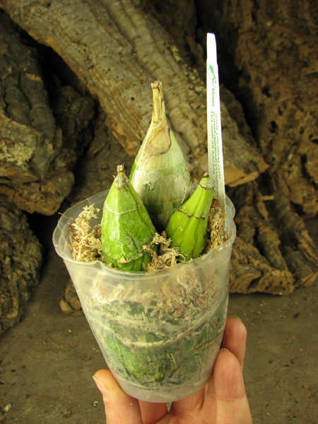 Clowesia Grace Dunn 'Chadds Ford'.jpg