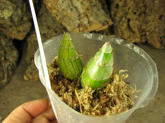 Clowesia Jumbo Grace 'Jumbo Orchids'.jpg