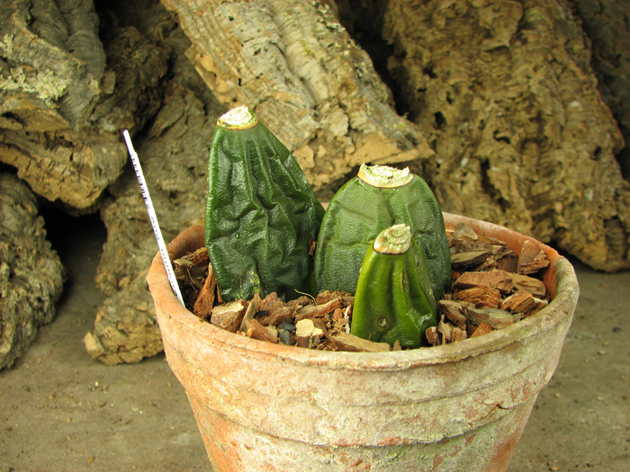 Anguloa uniflora.jpg