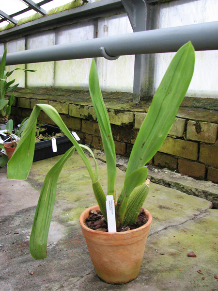 Odontoglossum wyattianum.jpg